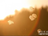 
汉口江滩十里芦苇夕阳中美如画