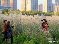 
汉口江滩十里芦苇夕阳中美如画
