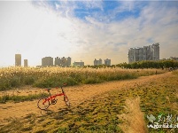
汉口江滩十里芦苇夕阳中美如画