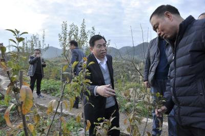 邢祖训到翔凤镇竹坝村、狮立坪村李子基地调研
