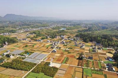 来凤：生姜种植忙 助农增收“花样”多