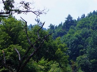 董家河，大自然最灵动的“盆景”