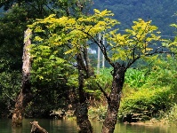 董家河，大自然最灵动的“盆景”