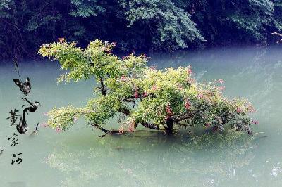 【美图】董家河，大自然最灵动的“盆景”