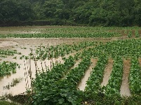 直击现场：记录鹤峰暴雨洪灾