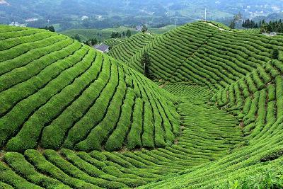 【美食】鹤峰富硒茶