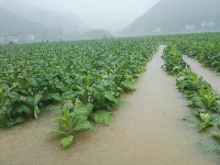 强降雨致鹤峰县受灾严重