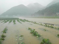 强降雨致鹤峰县受灾严重