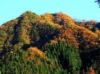 鹤峰秋色惹人醉