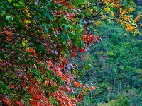 鹤峰秋色惹人醉