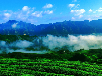 鹤峰有机硒茶走向世界