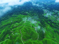 鹤峰有机硒茶走向世界