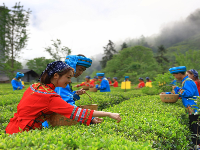 鹤峰有机硒茶走向世界