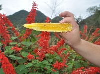 风光无限在险峰 蜂蜜好吃在鹤峰