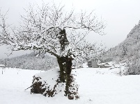 雪后鹤峰——银装素裹宛如仙境