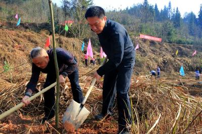 王小平率县“四大家”领导参加义务植树活动