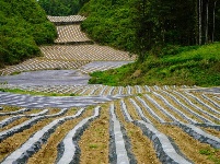 烟田——写在大地上的诗行