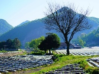 烟田——写在大地上的诗行