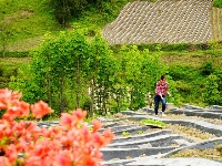 烟田——写在大地上的诗行