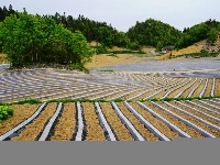 烟田——写在大地上的诗行