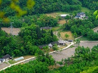 烟田——写在大地上的诗行