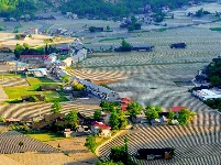 烟田——写在大地上的诗行