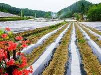 烟田——写在大地上的诗行