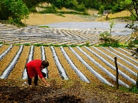 烟田——写在大地上的诗行