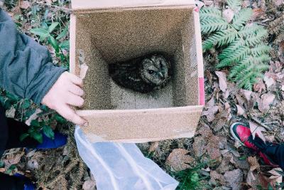 鹤峰县林业局放生国家二级保护动物野生猫头鹰