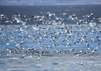 渤海大连金州湾结冰 成群禽鸟冰上舞