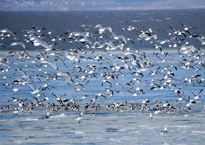 渤海大连金州湾结冰 成群禽鸟冰上舞
