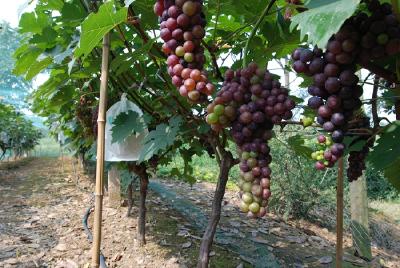 京河村探路“新农联”