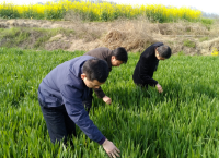 湖北省夏季粮油病虫害防控督导组来荆门市检查指导工作