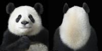 为什么大熊猫只有“黑白照片”？