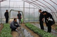 荆门市蔬菜办督办30万亩生态蔬菜基地建设