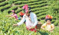 云南省普洱茶产业调查：小茶叶如何提档升级