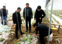 荆门市蔬菜办专家指导漳河新区生态蔬菜基地建设