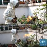 蜜蜂群“占领”阳台