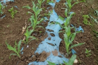 青贮玉米高产高效栽培模式验证试验