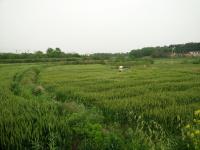 漳河新区植保无人机喷药防治小麦赤霉病