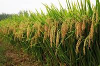 荆门：今年，这22个水稻品种禁止销售
