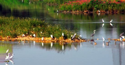 潘集湖国家湿地公园水花园建设提档升级