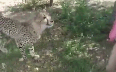 南非野生动物园猎豹突然袭击一中国游客