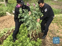 荆门丨村民听说罂粟花果实能治病 菜地种130余株罂粟被依法铲除    