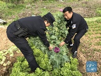 荆门丨村民听说罂粟花果实能治病 菜地种130余株罂粟被依法铲除    