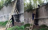 搭梯引游客翻墙进西安秦岭野生动物园的5名涉案人员被拘 