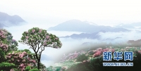 天台山云锦杜鹃节将在4月28日开幕