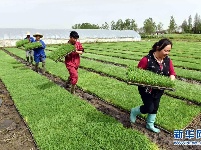 谷雨时节春耕忙 