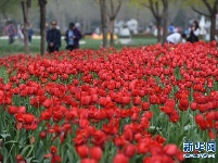 北京国际鲜花港400万株郁金香迎春绽放