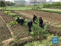 荆门丨村民听说罂粟花果实能治病 菜地种130余株罂粟被依法铲除    